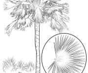 Coloriage Le Palmetto d&eacute;taill&eacute;