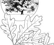 Coloriage et dessins gratuit Les branches de Ch&ecirc;ne blanc à imprimer