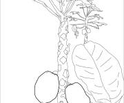 Coloriage Mangues dans l'arbre en vecteur