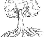 Coloriage Mod&egrave;le Arbre avec des racines