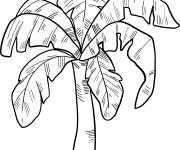 Coloriage Palmier facile r&eacute;aliste