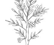 Coloriage Petit arbre avec des petits fruits