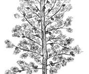 Coloriage Petit Pin dans un vase