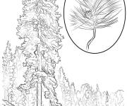 Coloriage Pin Jaune arbre d'Am&eacute;rique