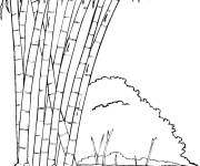 Coloriage et dessins gratuit Plante Bambou à imprimer