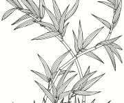 Coloriage Plante Bambou r&eacute;aliste