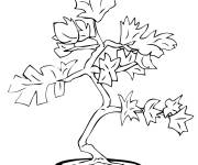 Coloriage Plante de Bonsa&iuml;