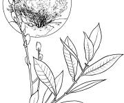Coloriage Saule r&eacute;aliste