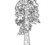 Coloriage S&eacute;quoia g&eacute;ant