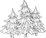 Coloriage Trois arbres &agrave; feuilles persistantes