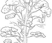 Coloriage et dessins gratuit Une longue arbre pin r&eacute;aliste à imprimer
