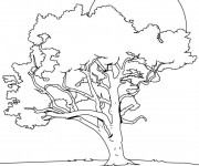 Coloriage Arbre couleur