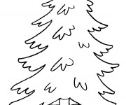 Coloriage Arbre Pine