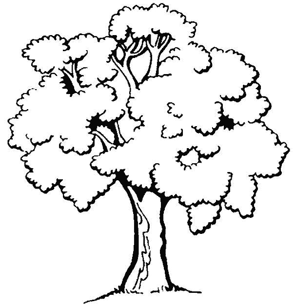 Coloriage Arbres En Noir Et Blanc Dessin Gratuit à Imprimer