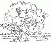 Coloriage Arbres et Nature