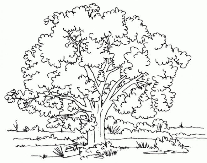 Coloriage Arbres Et Nature Dessin Gratuit A Imprimer