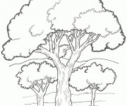 Coloriage Arbres vecteur