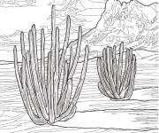 Coloriage Cactus &agrave; tuyaux dans le desert