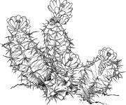 Coloriage Cactus ariocarpus fissuratus