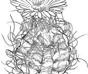 Coloriage Cactus astrophytum avec une grosse fleur