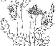 Coloriage Cactus austrocylindropuntia salmiana