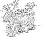 Coloriage Cactus aztekium ritteri
