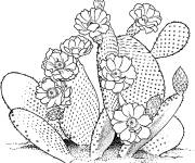 Coloriage Cactus Barbarie