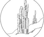 Coloriage Cactus cephalocereus senilis