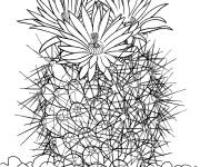 Coloriage Cactus coryphantha vivipara