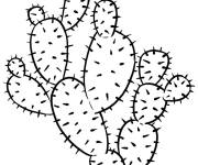 Coloriage Cactus de Barbarie