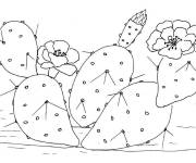 Coloriage Cactus de compagne