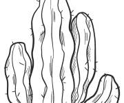 Coloriage Cactus de d&eacute;sert am&eacute;ricain