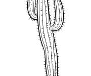 Coloriage Cactus du d&eacute;sert