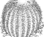 Coloriage Cactus echinocactus grusonii