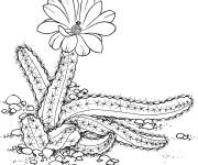 Coloriage Cactus echinocereus pentalophus