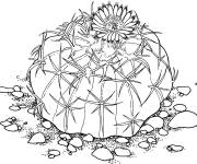 Coloriage Cactus en noir et blanc