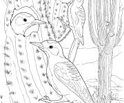 Coloriage Cactus et oiseaux