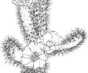 Coloriage Cactus fleuri