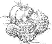 Coloriage Cactus frailea pygmaea