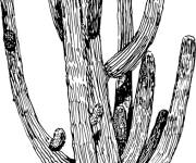 Coloriage Cactus g&eacute;ant r&eacute;aliste