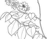 Coloriage Cactus groseillier des Barbades