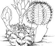 Coloriage Cactus gymnocalycium mihanovichii