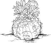 Coloriage Cactus Gymnocalycium r&eacute;aliste