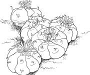 Coloriage Cactus lophophora