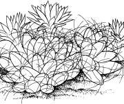 Coloriage Cactus Mammillaria