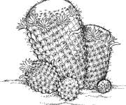 Coloriage Cactus mammillaria wildii