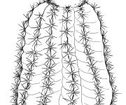 Coloriage Cactus melocactus intortus