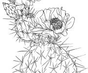 Coloriage Cactus opuntia nopal