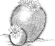 Coloriage Cactus parodia haselbergii