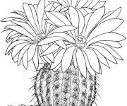 Coloriage Cactus parodia rutilans